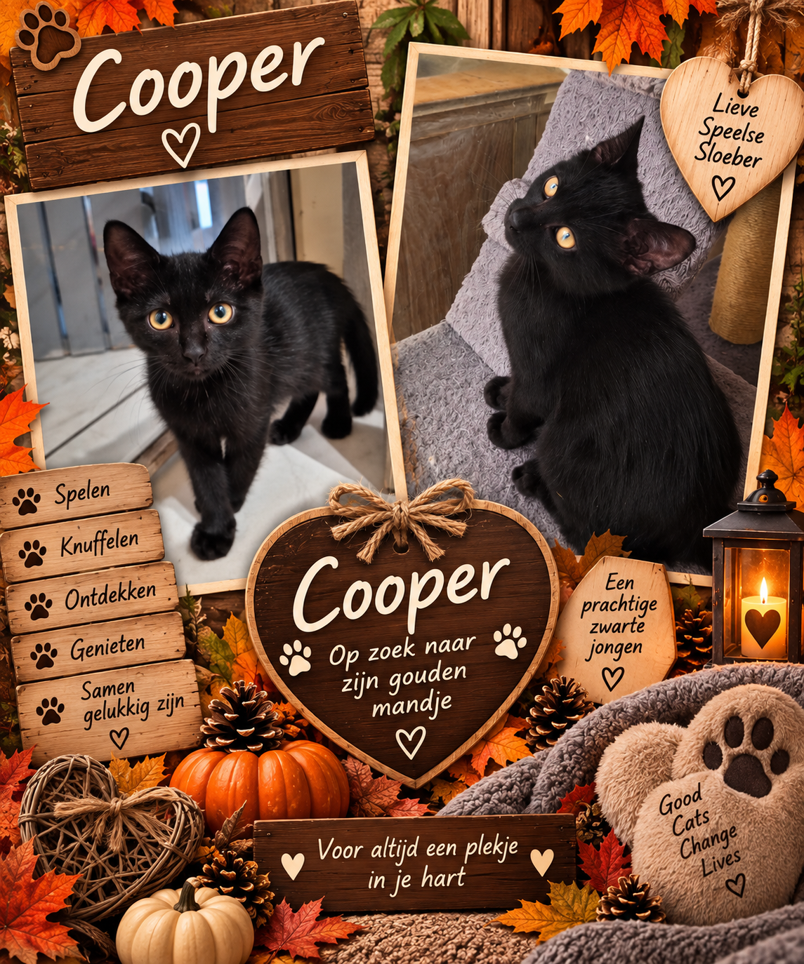 Picture of Cooper