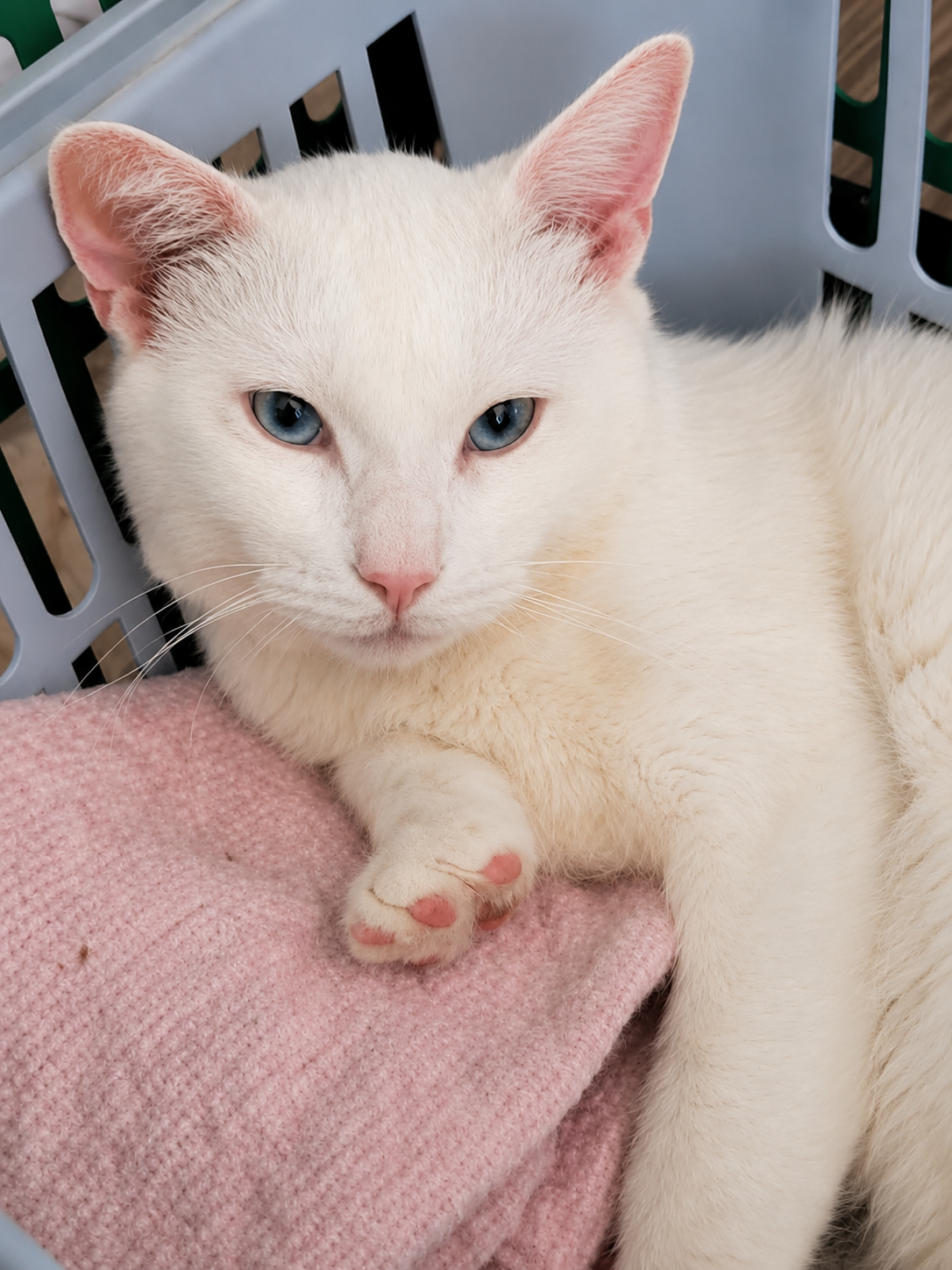Picture of Snowy
